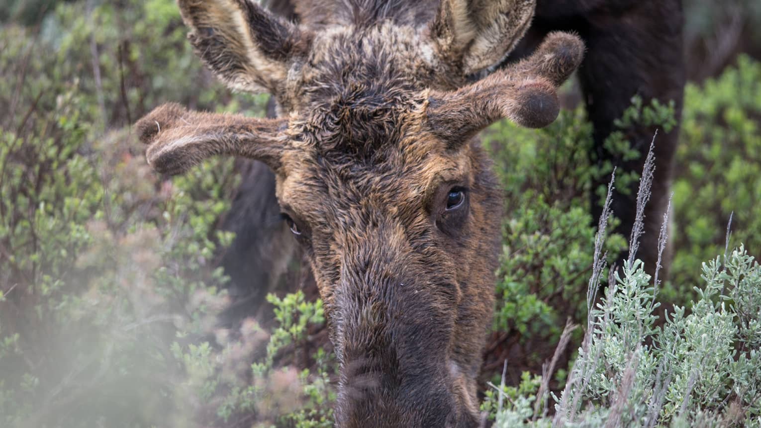 A moose adorned with velvet-soft antlers faces the camera as it grazes in the brush, surrounded by scrubland vegetation.