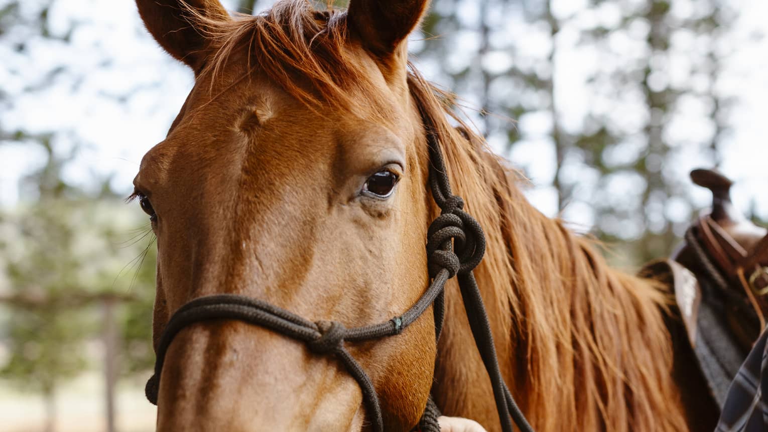 Ears alert but relaxed, a glossy, chestnut-coloured horse gazes gently forward as a tartan-clad arm holds its reins.