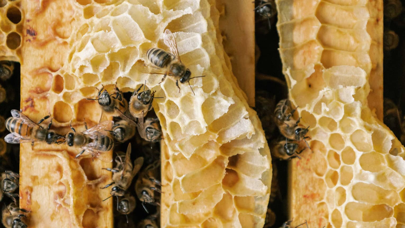 Bees gathered on a bee hive