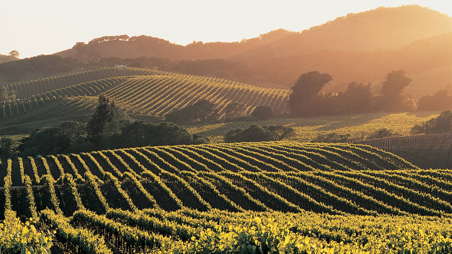 Expansive view of rolling hills striped with grapevines and dotted with trees and shrubs bathed in misty morning sunlight.