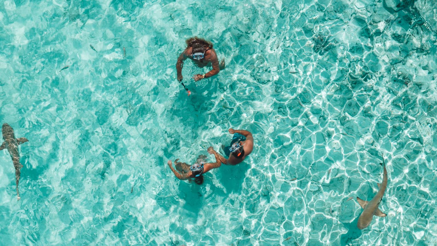 Two people stand in crystal-clear turquoise water surrounded by black-tip reef sharks