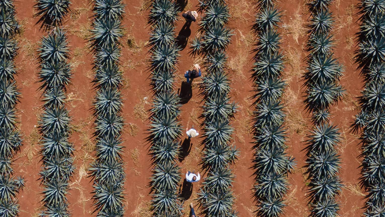 Rows of agave plants from above