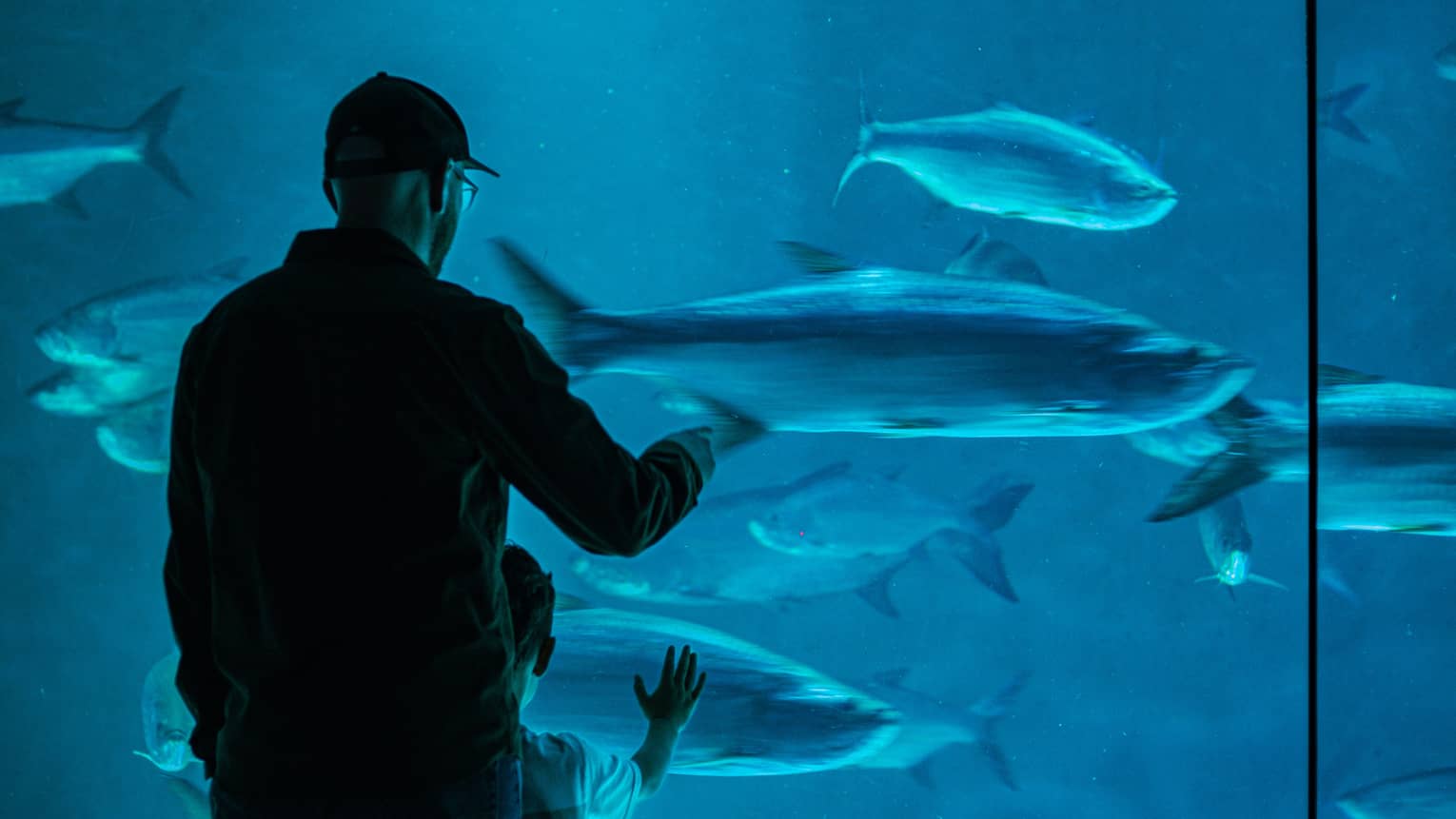 View from behind of an adult and child gazing at large fish in blue water through a floor-to-ceiling aquarium glass wall.