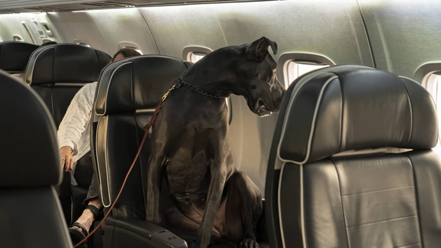 Large dog sits in a leather private jet seat