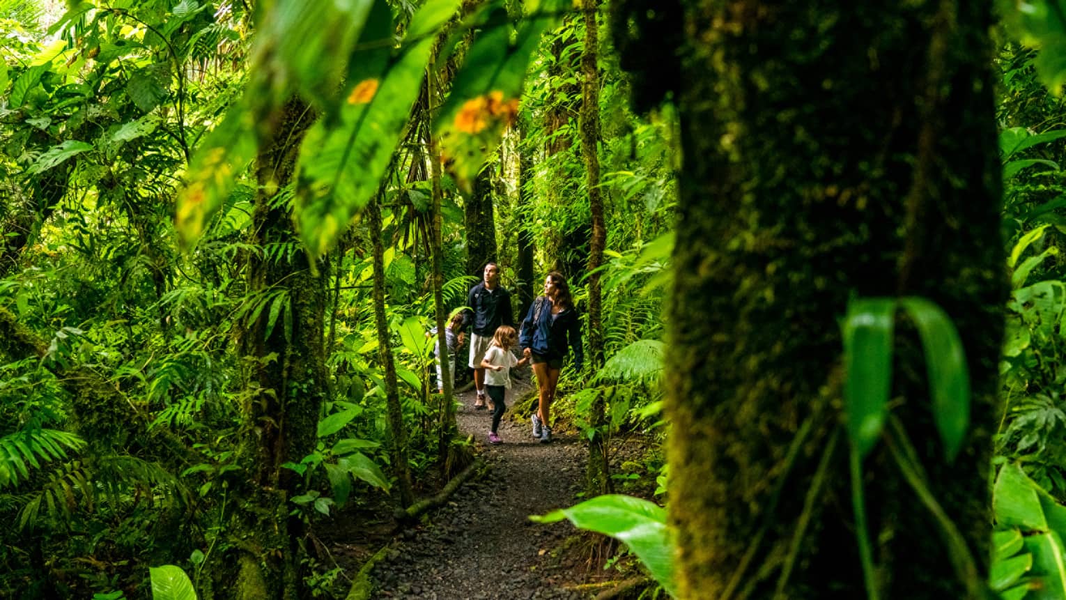 Young family of four hike through forest trail under lush canopy of tropical trees