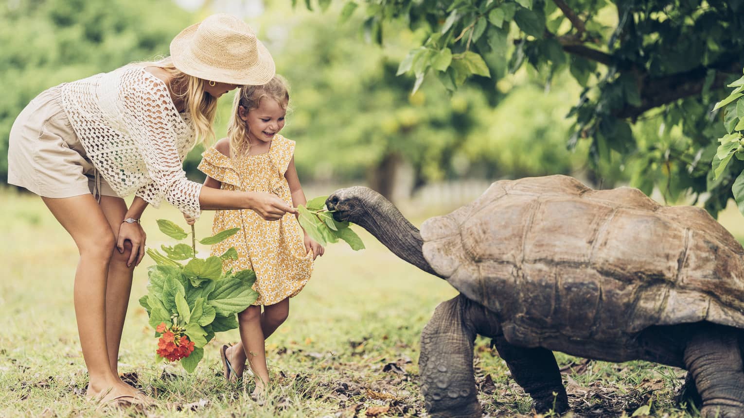 A parent feeds leaves to a giant tortoise as tall as the midsection of the smiling child holding another leafy branch. 