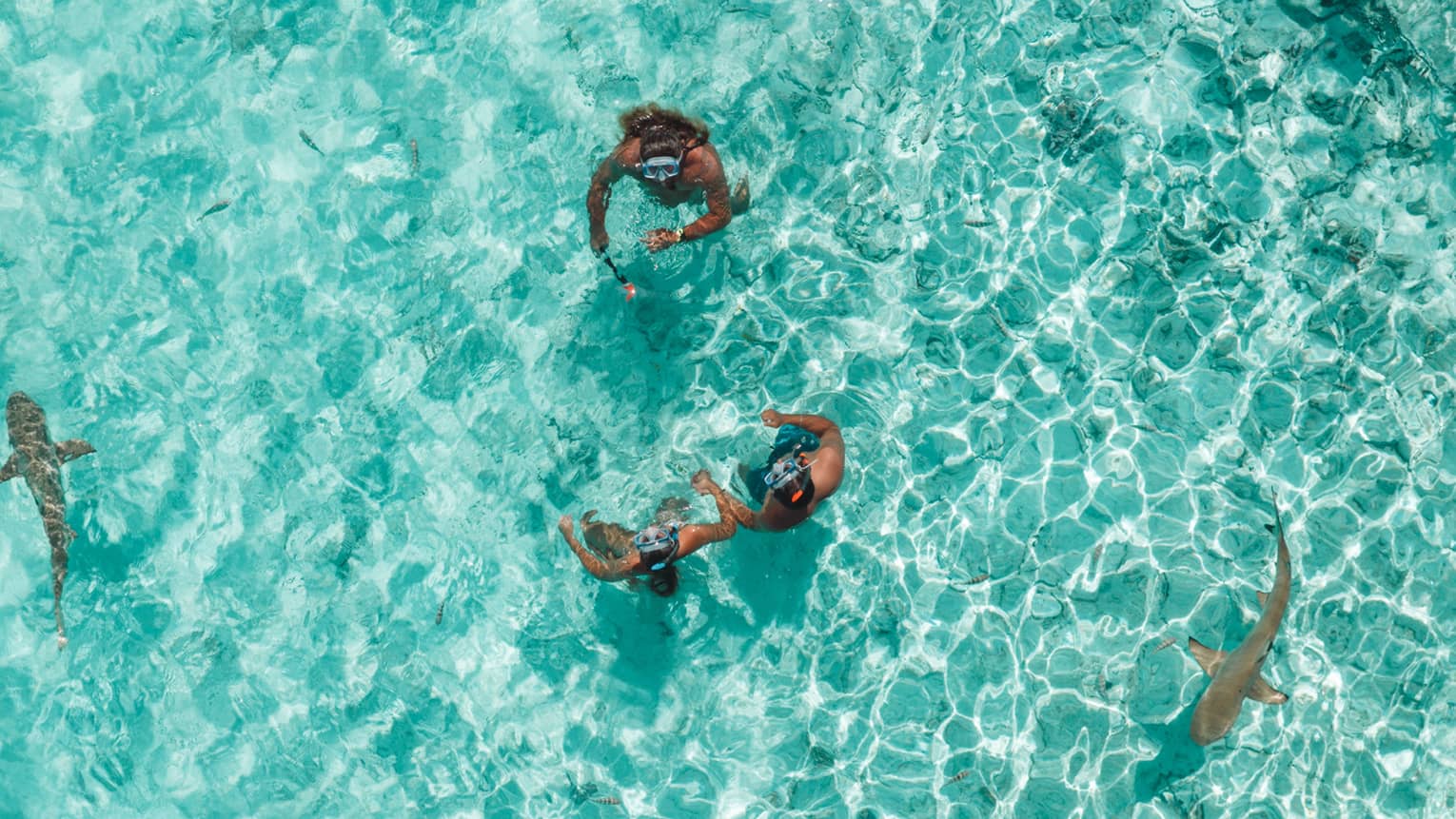 Two people stand in crystal-clear turquoise water surrounded by black-tip reef sharks