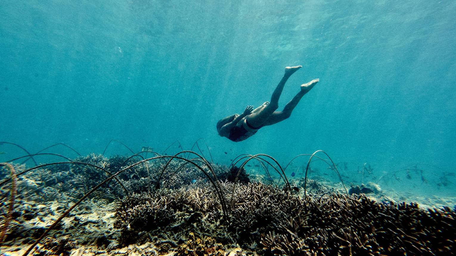 Underwater view of woman diving down to coral reef