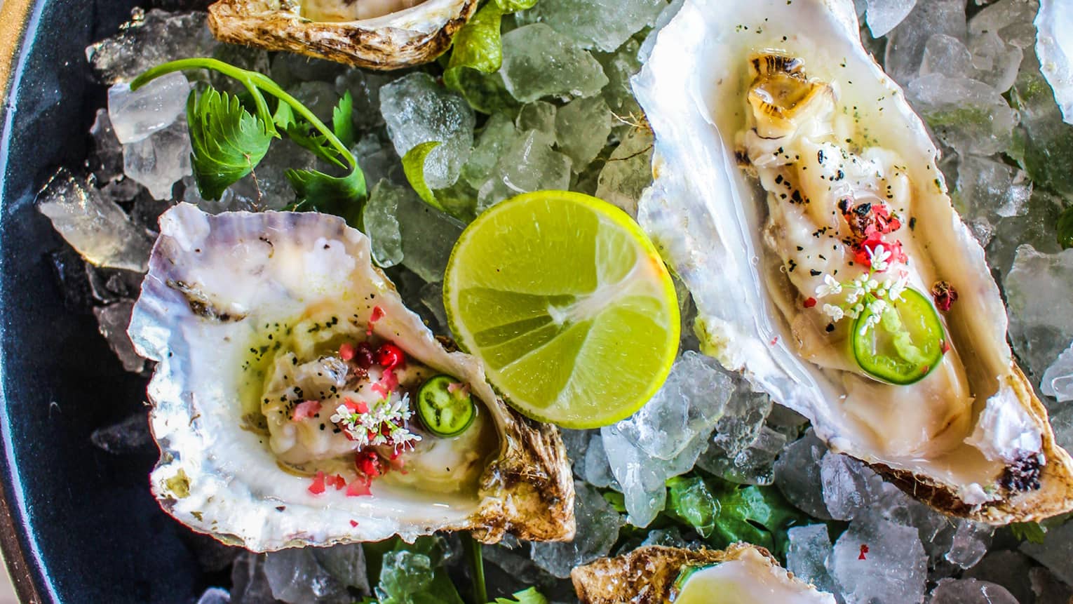 Tray with raw oysters in half shells garnished with lime over ice