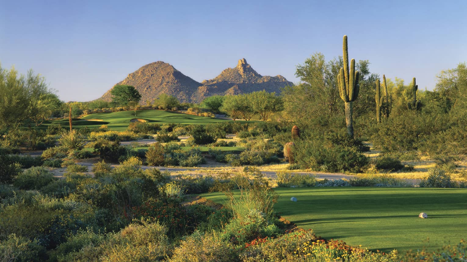 Troon North Golf Club greens, shrubs, tall cactus, mountain in background