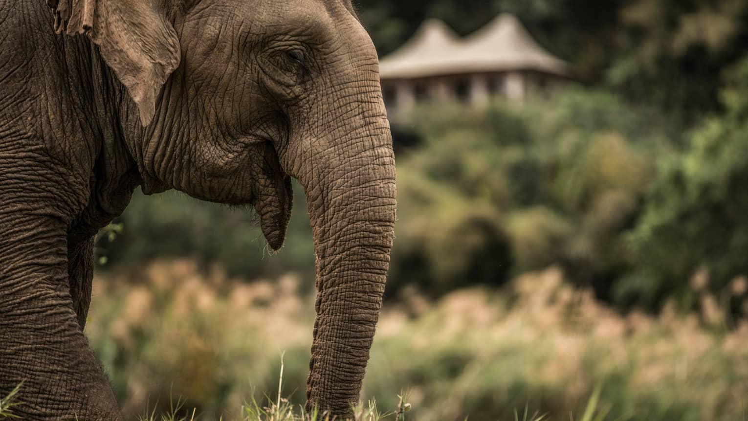 Side view of elephant head, ears, trunk