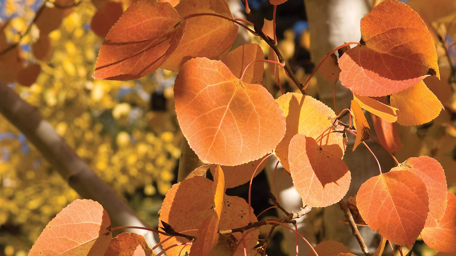 Orange and yellow falls leaves.