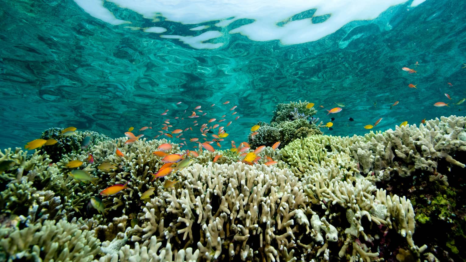 Wide-lens upward view from underwater of a school of small, brightly-coloured fish swimming above a reef of tentacled corals.