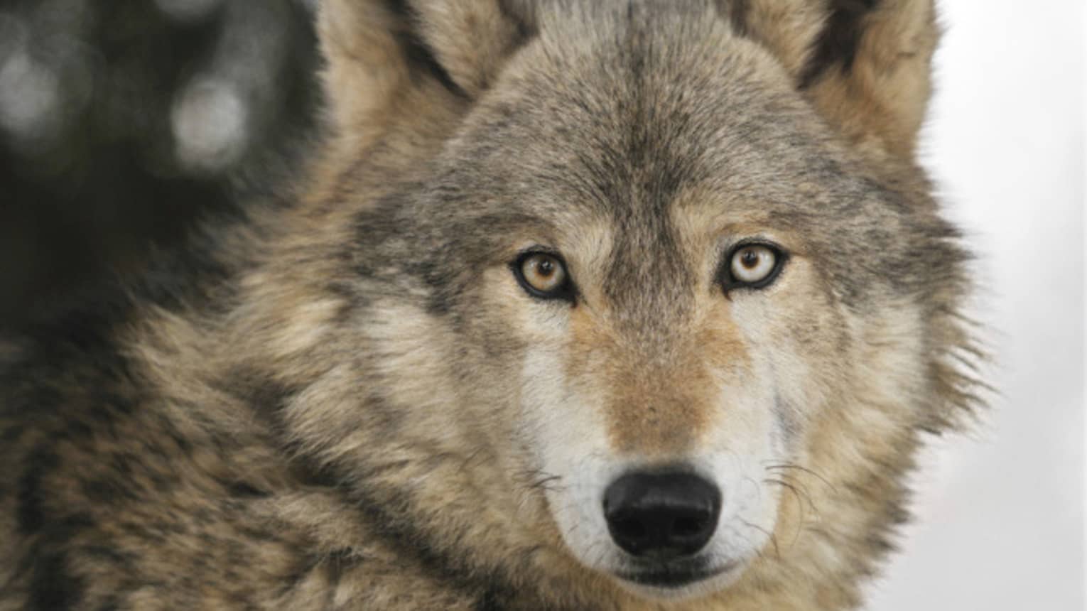 A close up of a wolf.