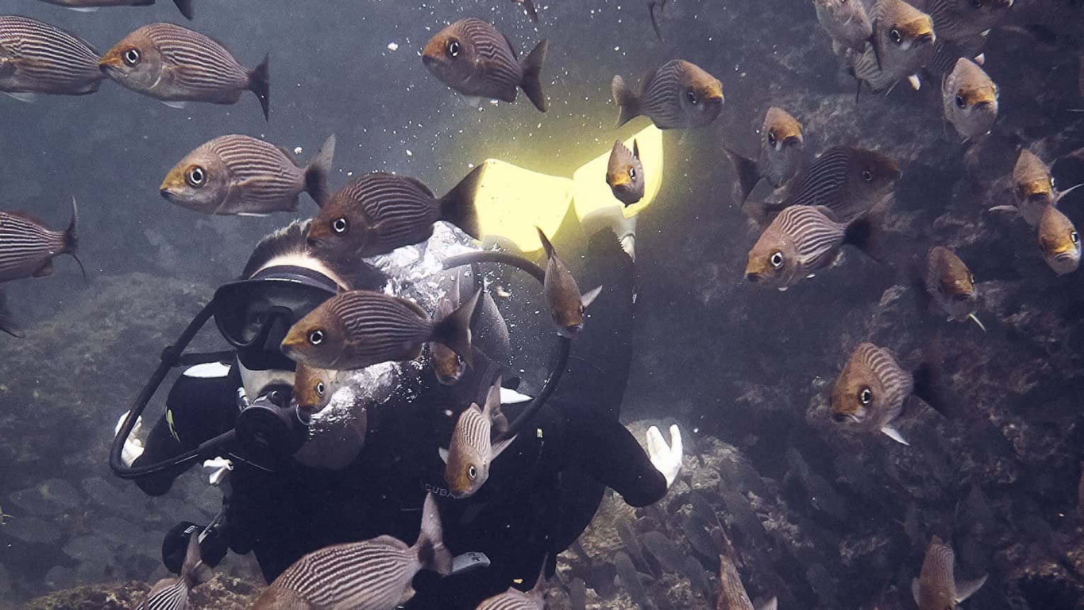 A scuba diver surrounded by fish.