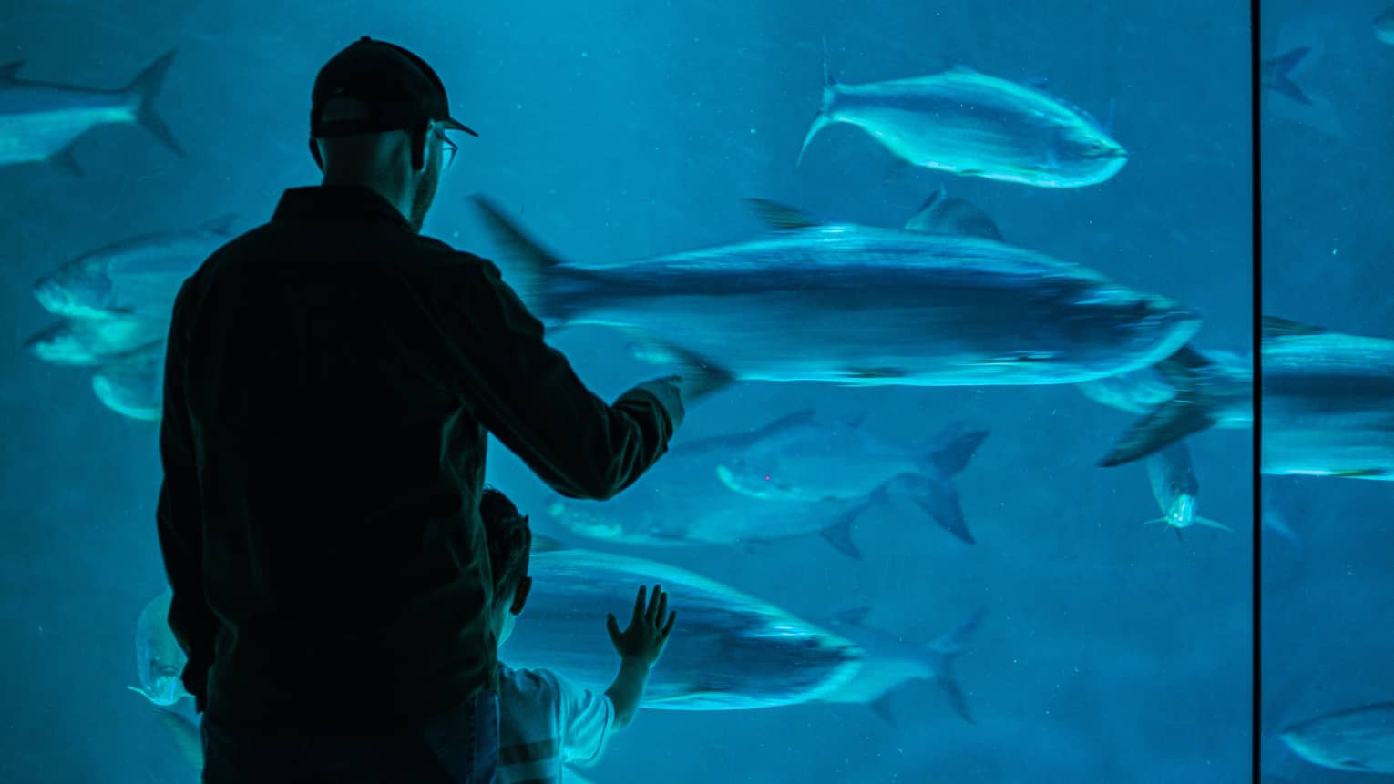 View from behind of an adult and child gazing at large fish in blue water through a floor-to-ceiling aquarium glass wall.
