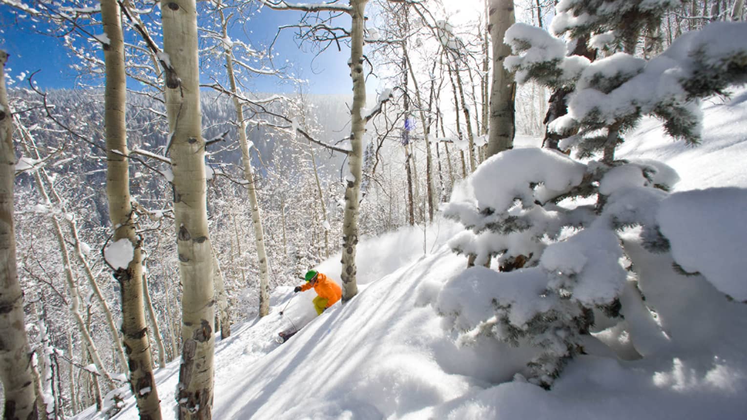 Snowboarder in orange jacket glides down snowy hill between birch trees on sunny day