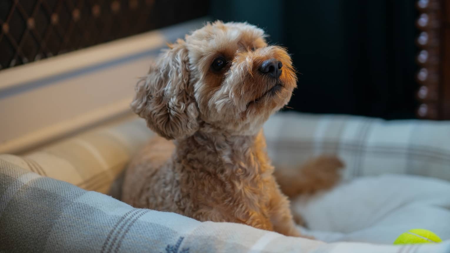 Dog laying in a dog bed with the Four Seasons logo.