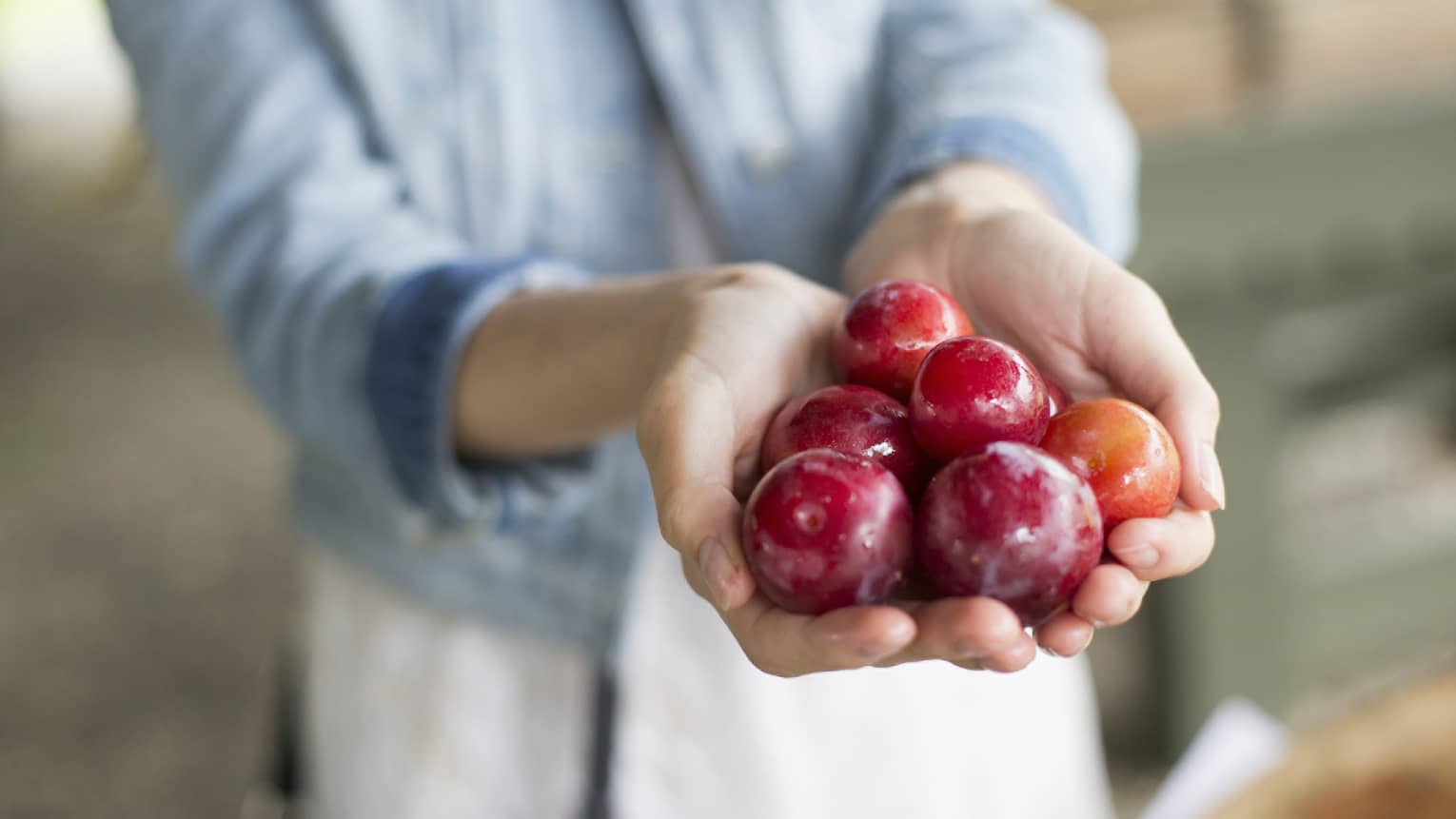 Close-up of hands cradling six fresh plums from farmer's market 