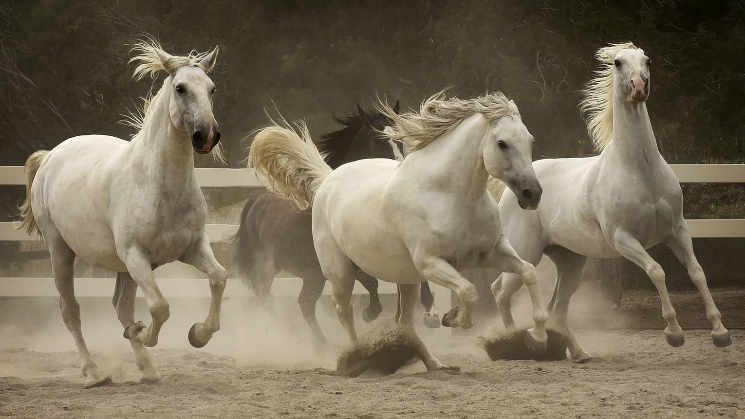 Dirt flies up and create a haze in the air as three white horses and one brown horse race in a riding rink.  