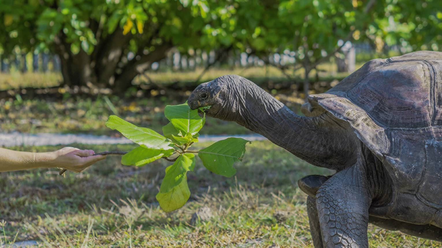 Tortoise eating a leaf