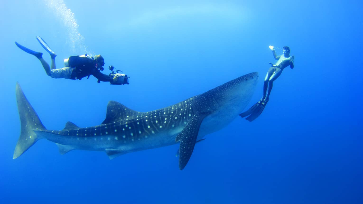 Two scuba divers swim around, film spotted whale shark underwater