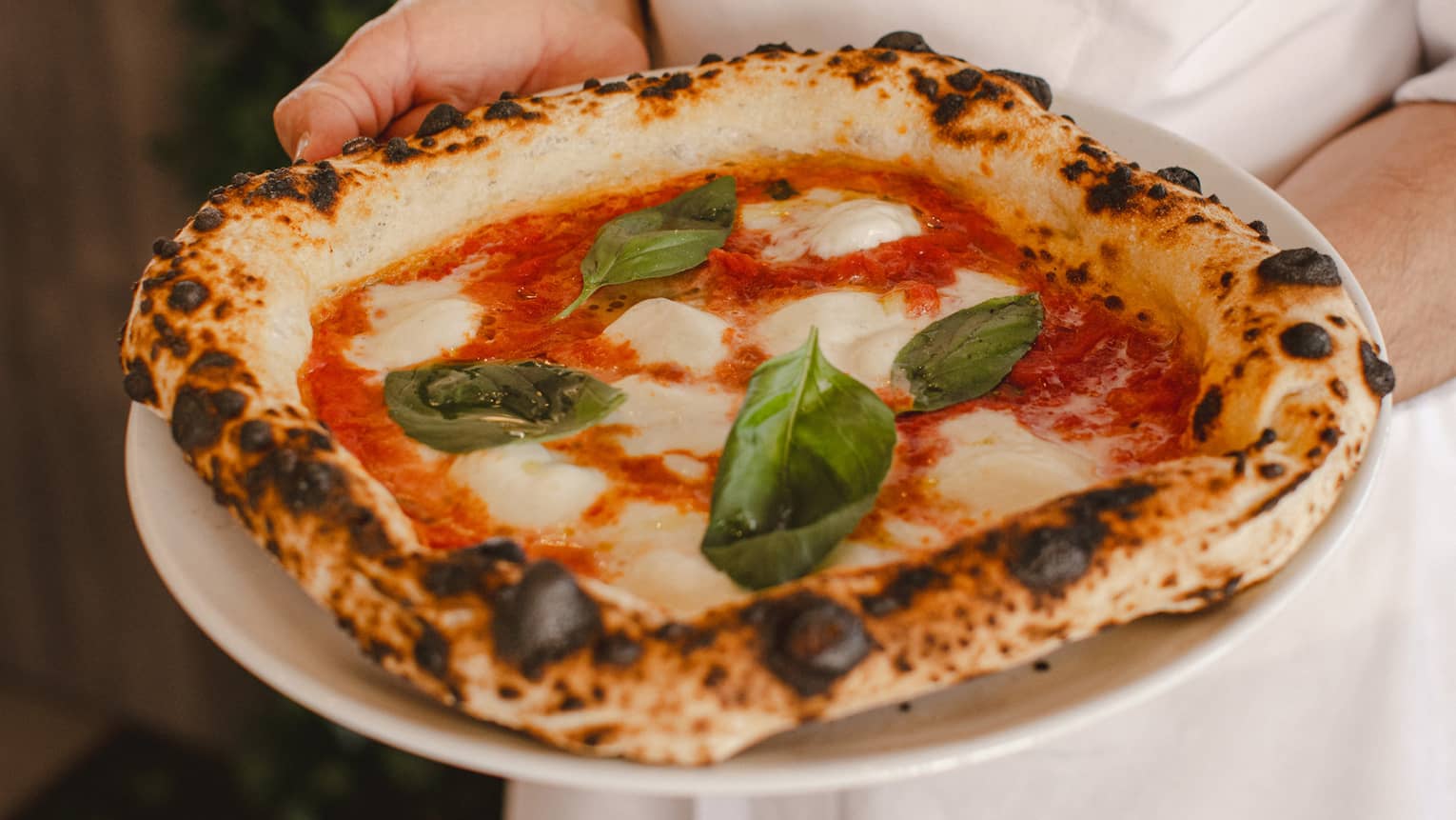 Chef in white chef?s coat holding plate with a wood oven?roasted pizza garnished with whole basil leaves