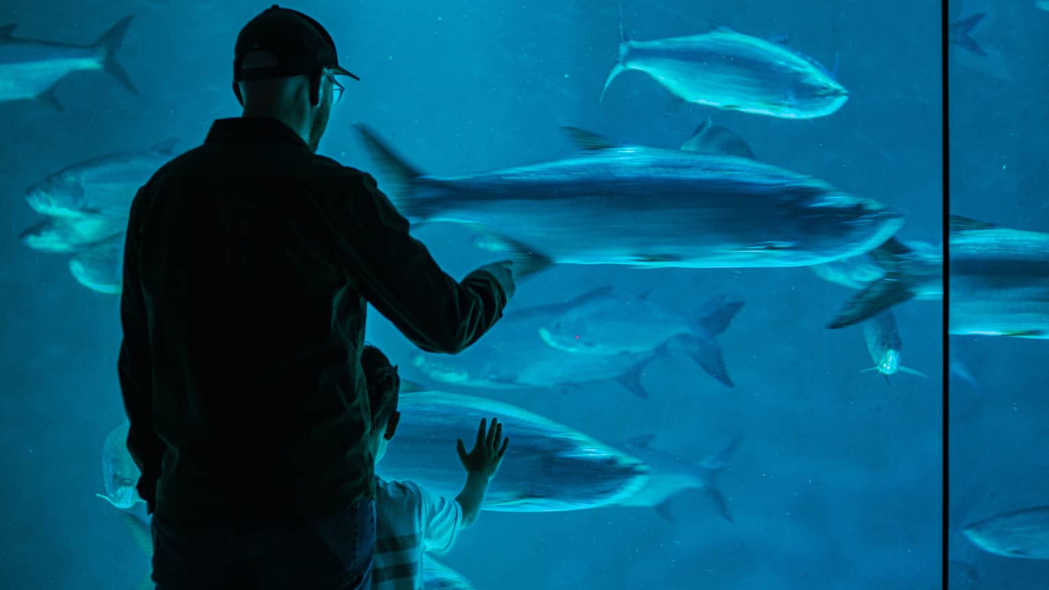 View from behind of an adult and child gazing at large fish in blue water through a floor-to-ceiling aquarium glass wall.