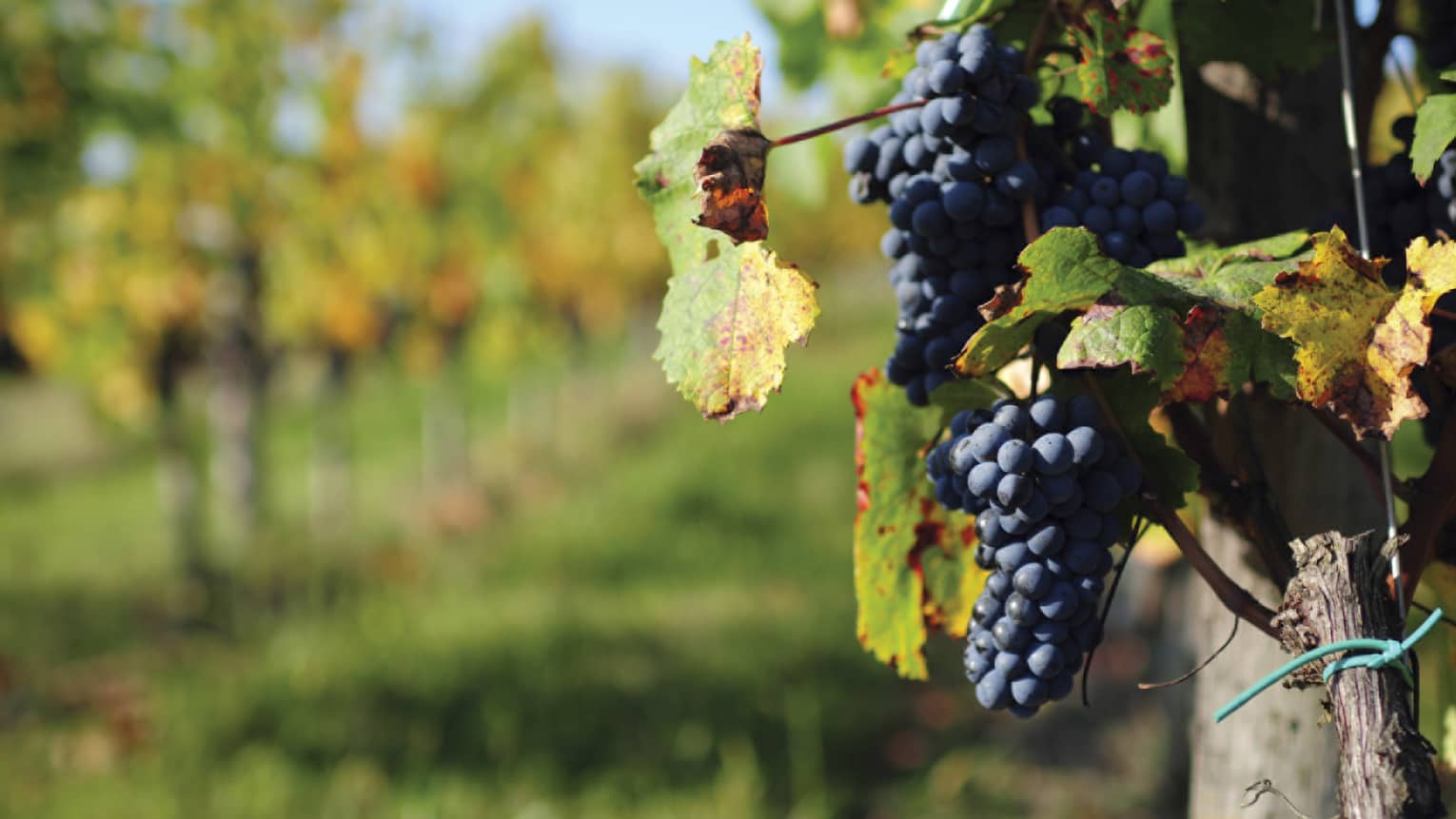 Dark wine grapes hang from vine in Santa Cruz Mountains vineyard