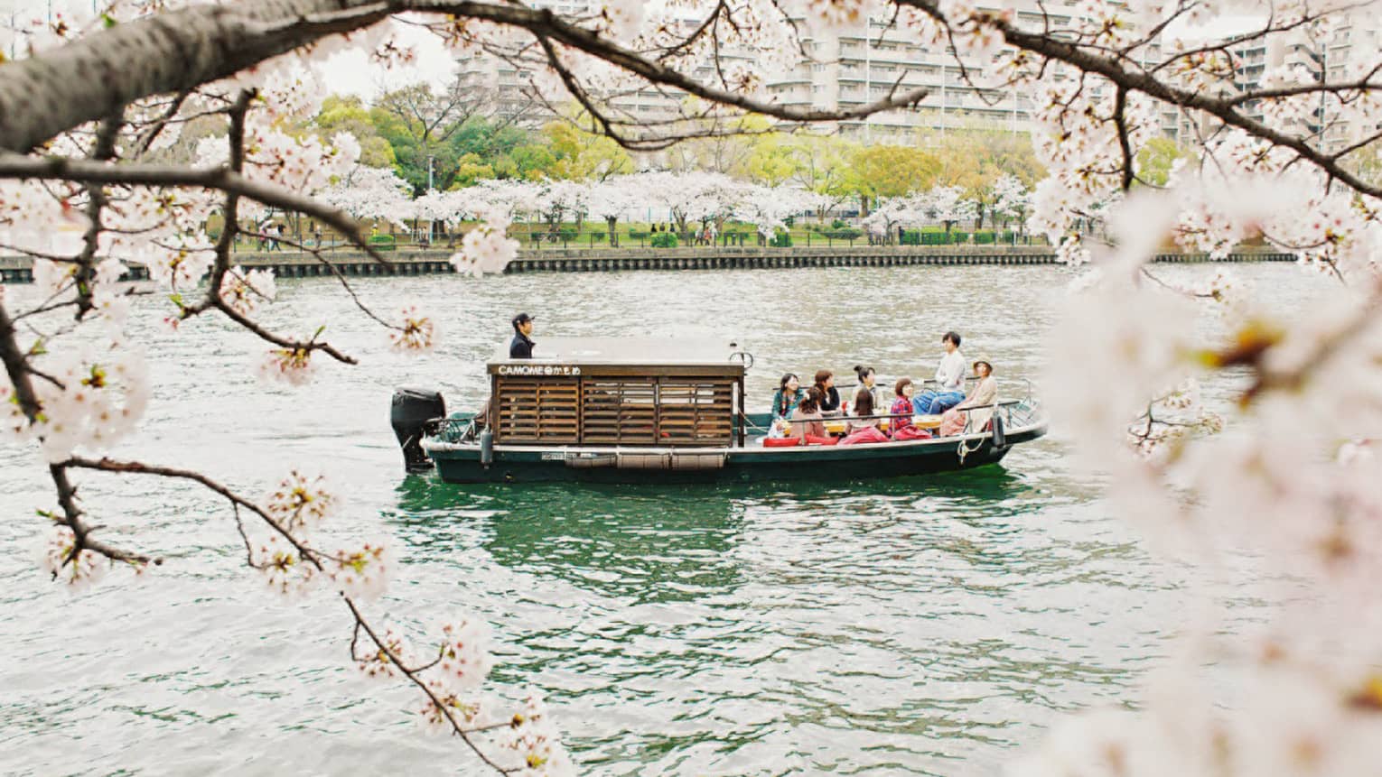 Framed by pink cherry blossoms, a ten-person tour boat with a tiny wooden cabin glides along a river flanked by trees.