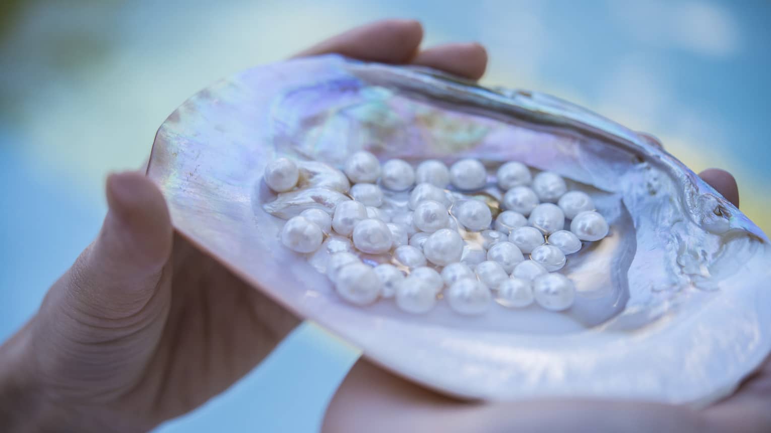 Hands holding an open oyster shell filled with pearls