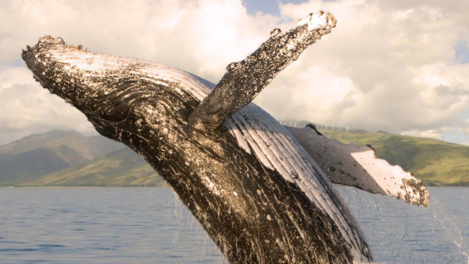 A humpback whale jumping out of the water