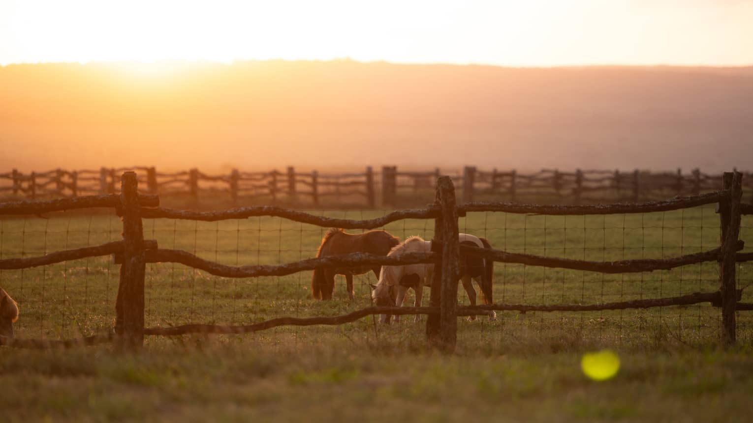 A field of horses at sunset