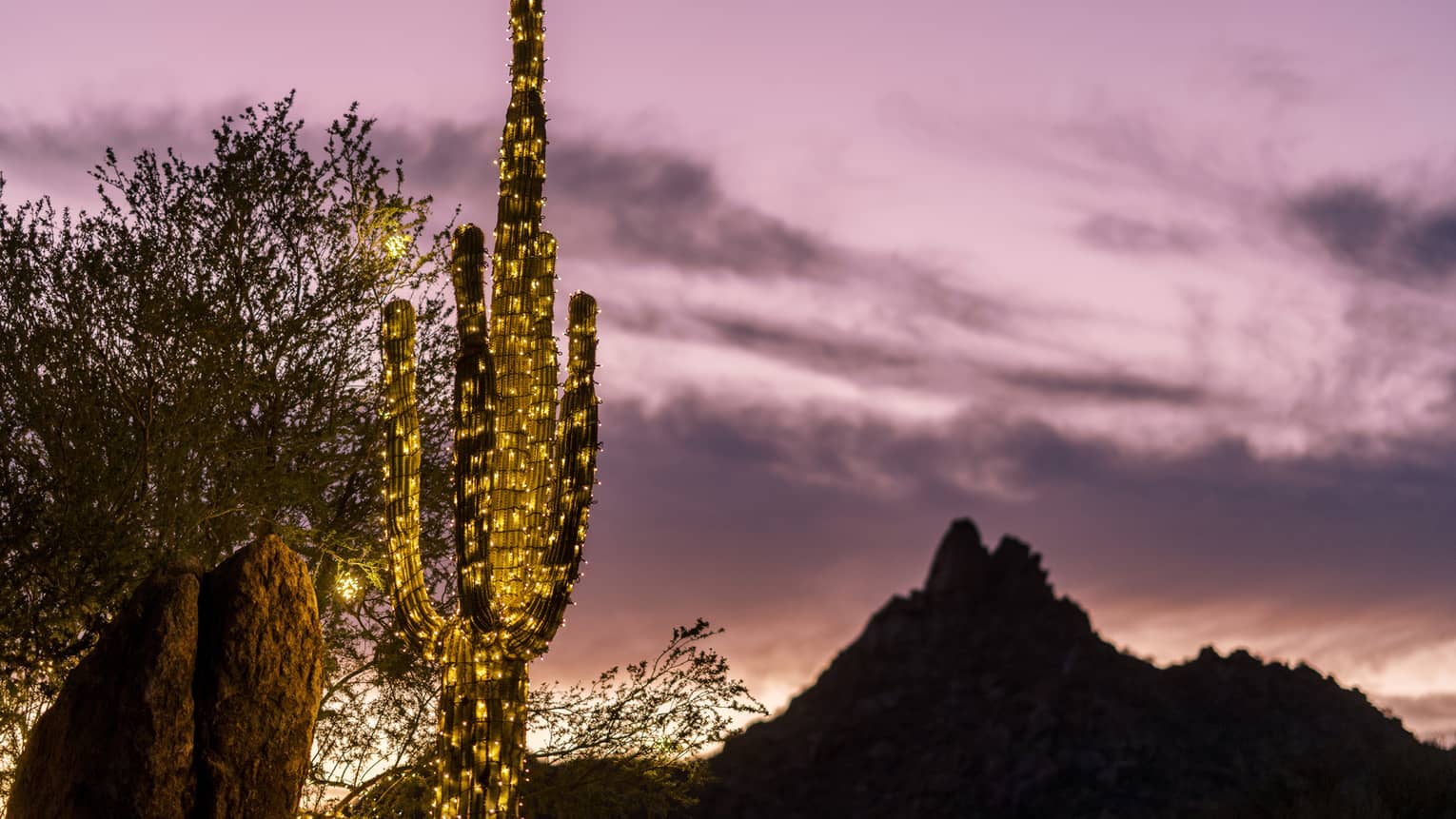 A cactus decorated with lights and a sunset in the background