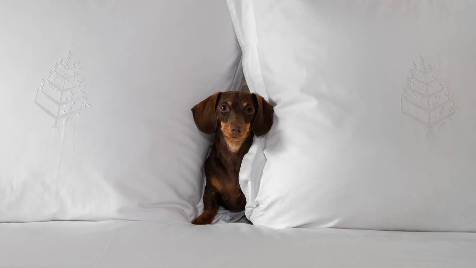 Small brown dachshund nestled between two large white pillows on a bed at the pet-friendly hotel