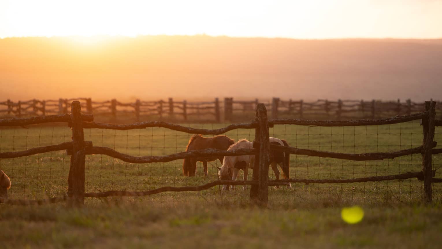 A field of horses at sunset