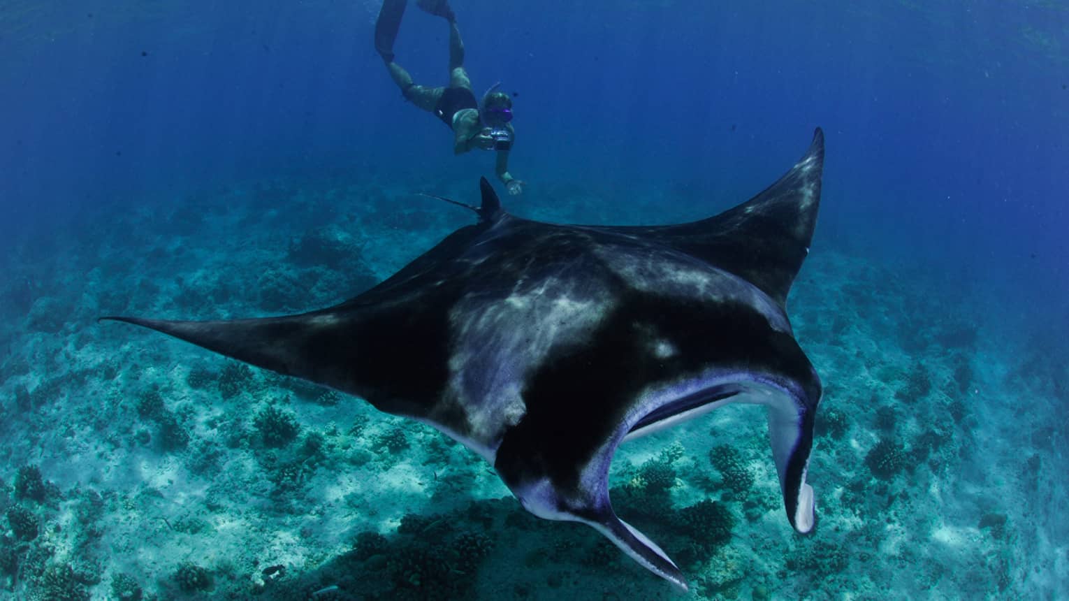 Snorkeller with underwater camera takes photo of large manta ray in lagoon