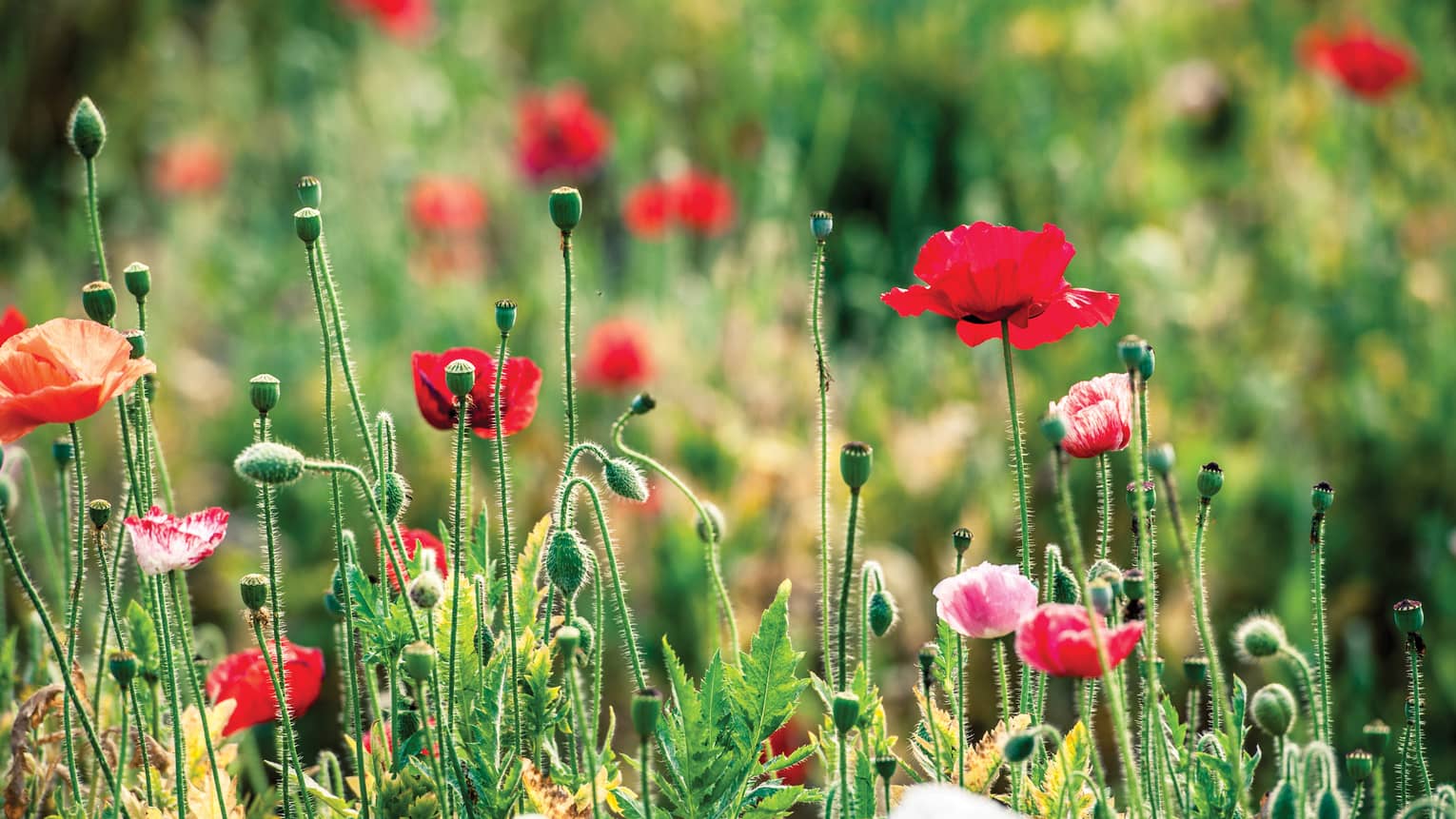 Closeup of a field of red poppies 