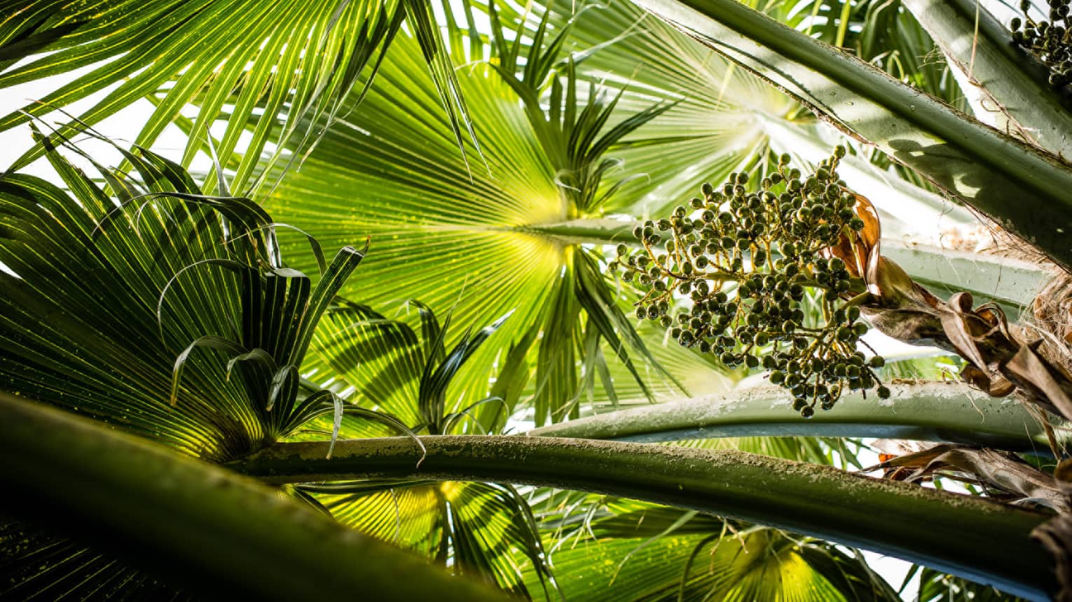 Looking up into a palm tree with various palm fronds extending out to the left