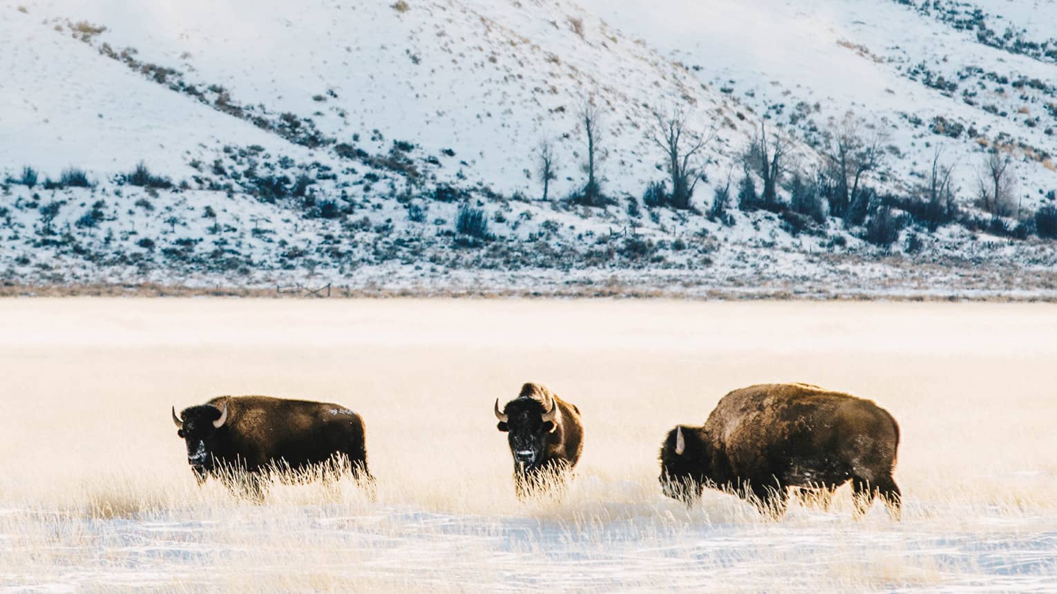 Three buffalos roam a snowy field