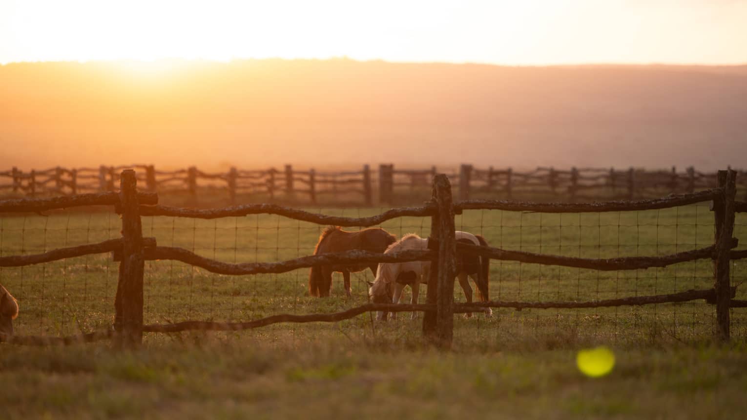 A field of horses at sunset