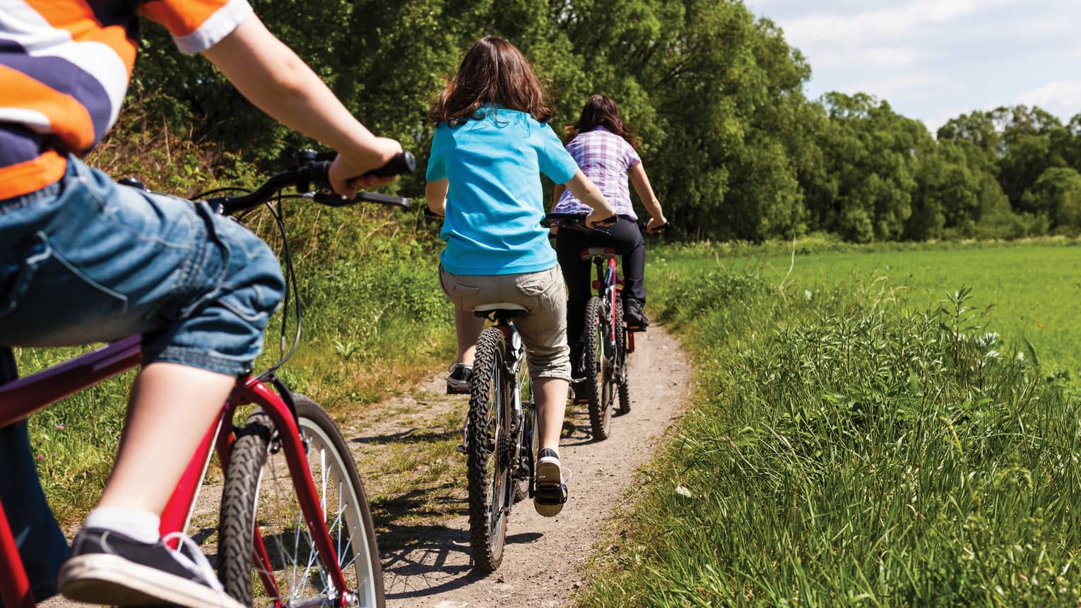 Lower view of people on bicycles riding through path in green rice plantation fields