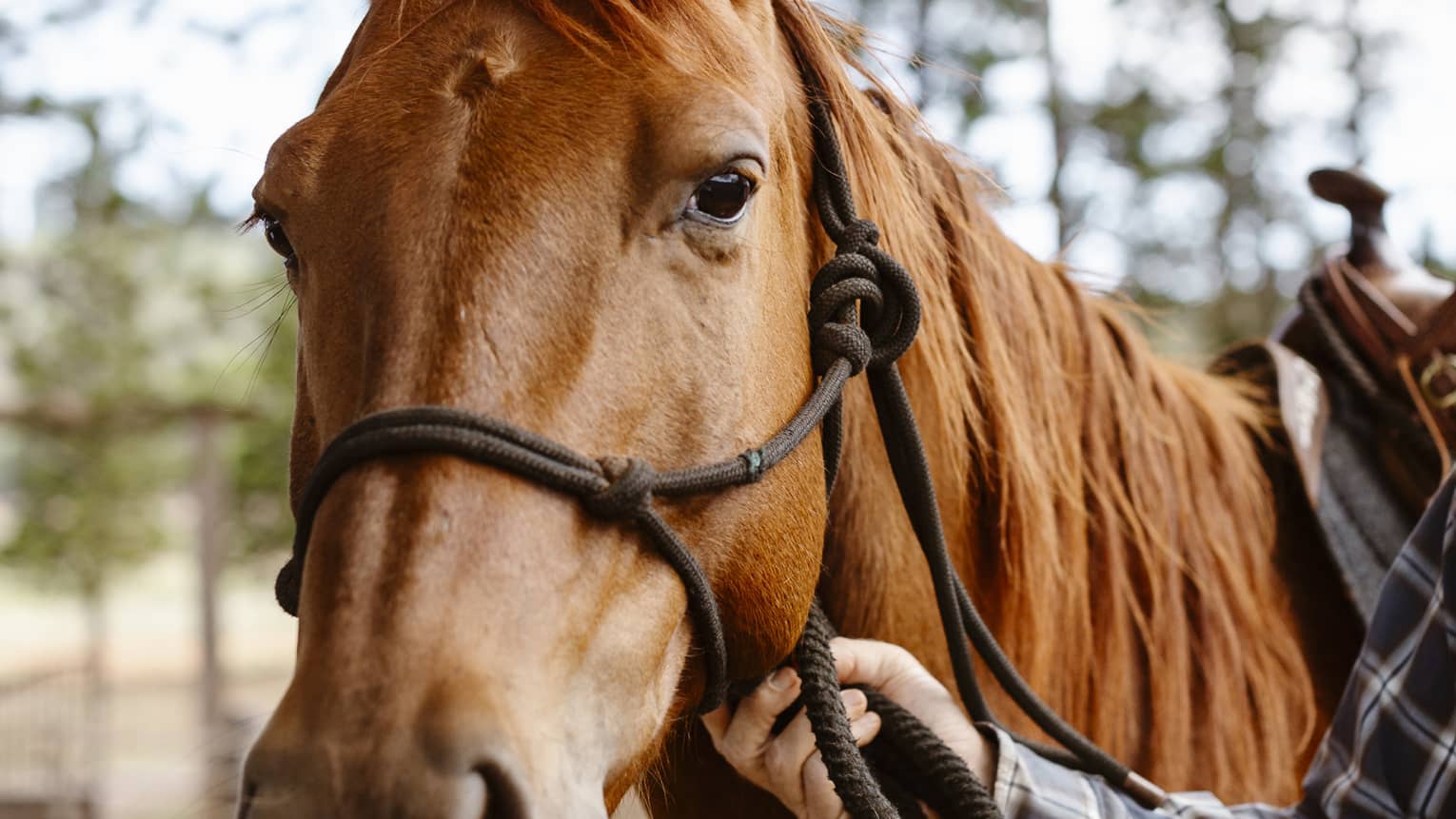 Ears alert but relaxed, a glossy, chestnut-coloured horse gazes gently forward as a tartan-clad arm holds its reins.