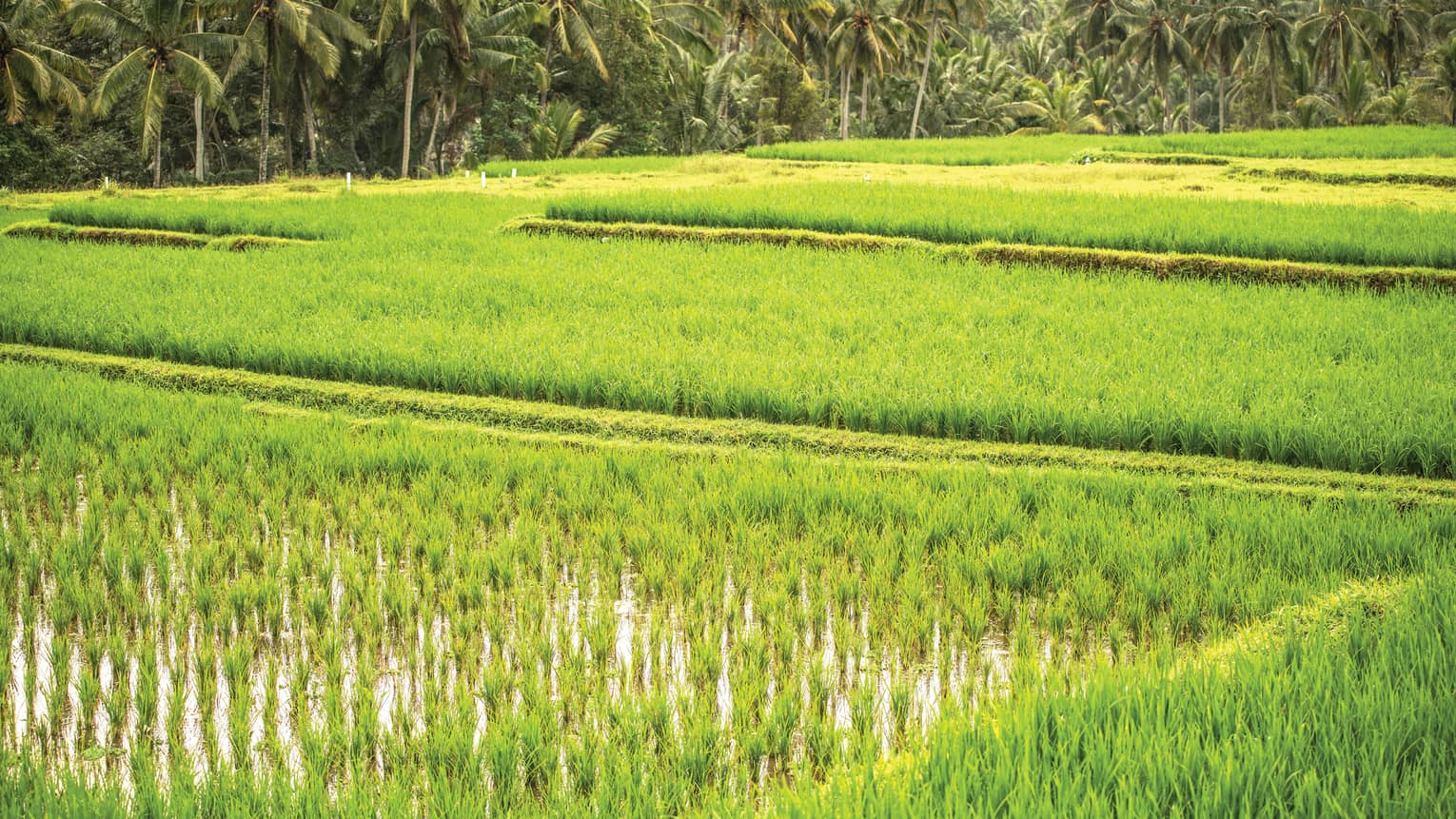 Bright green rice field in Bali, with palm trees at the edge of the field