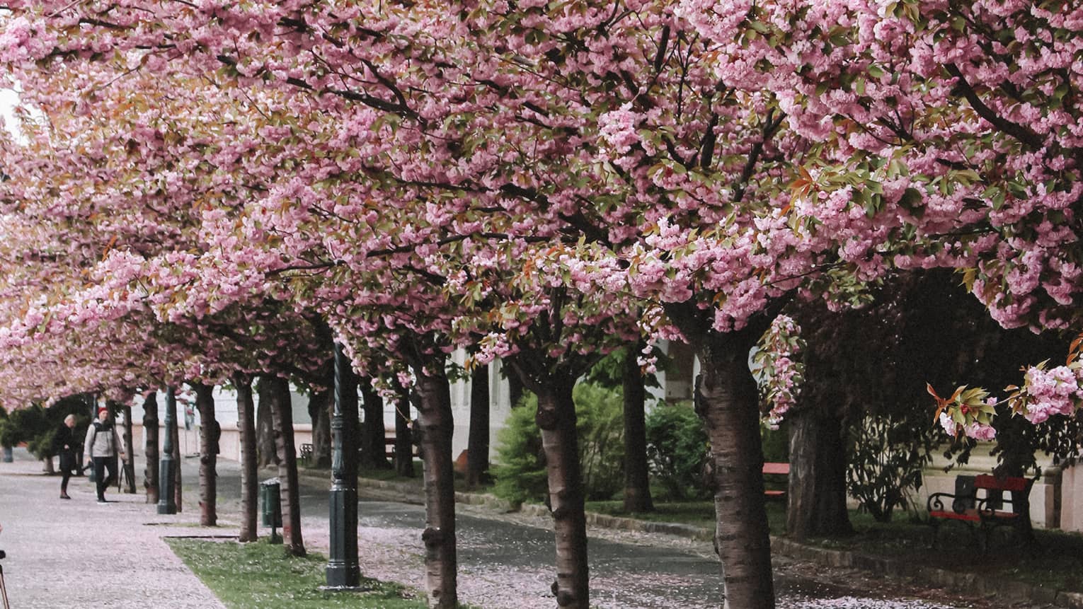 Street lined with cherry trees in full pink bloom