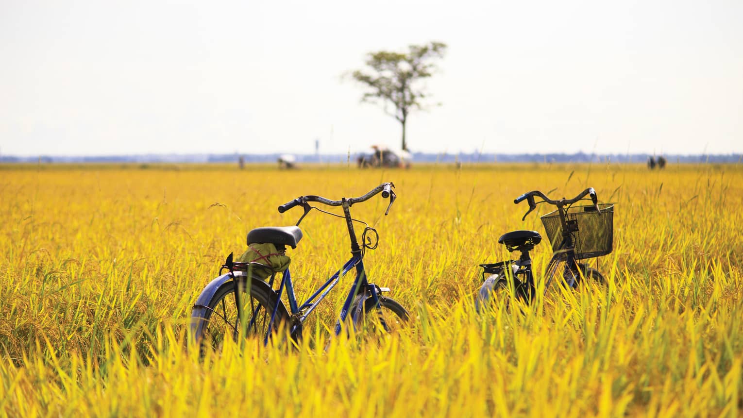 Two bicycles parked in field of long yellow grass on sunny day