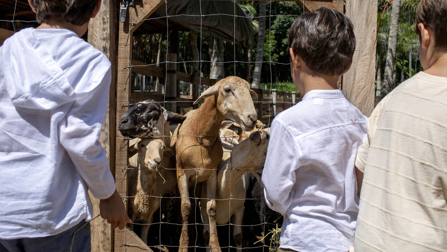 Three children look at goats inside of an enclosure