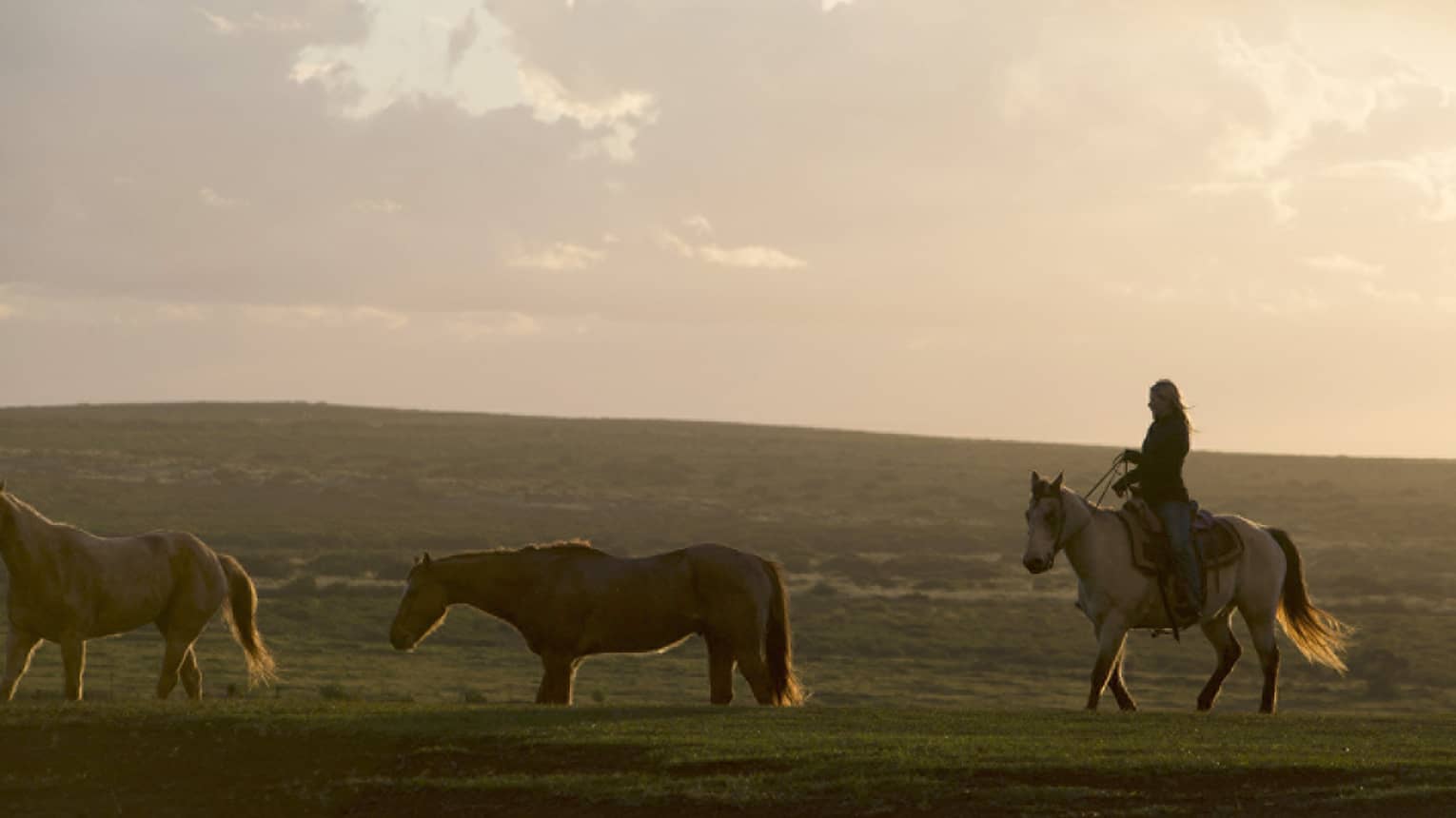 Rider on a horse following two unsaddled horses on a vast low hill silhouetted against a cloudy sky in the glow of sunset.