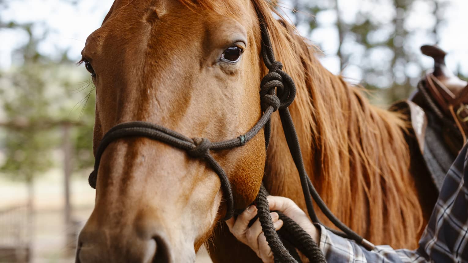 Ears alert but relaxed, a glossy, chestnut-coloured horse gazes gently forward as a tartan-clad arm holds its reins.