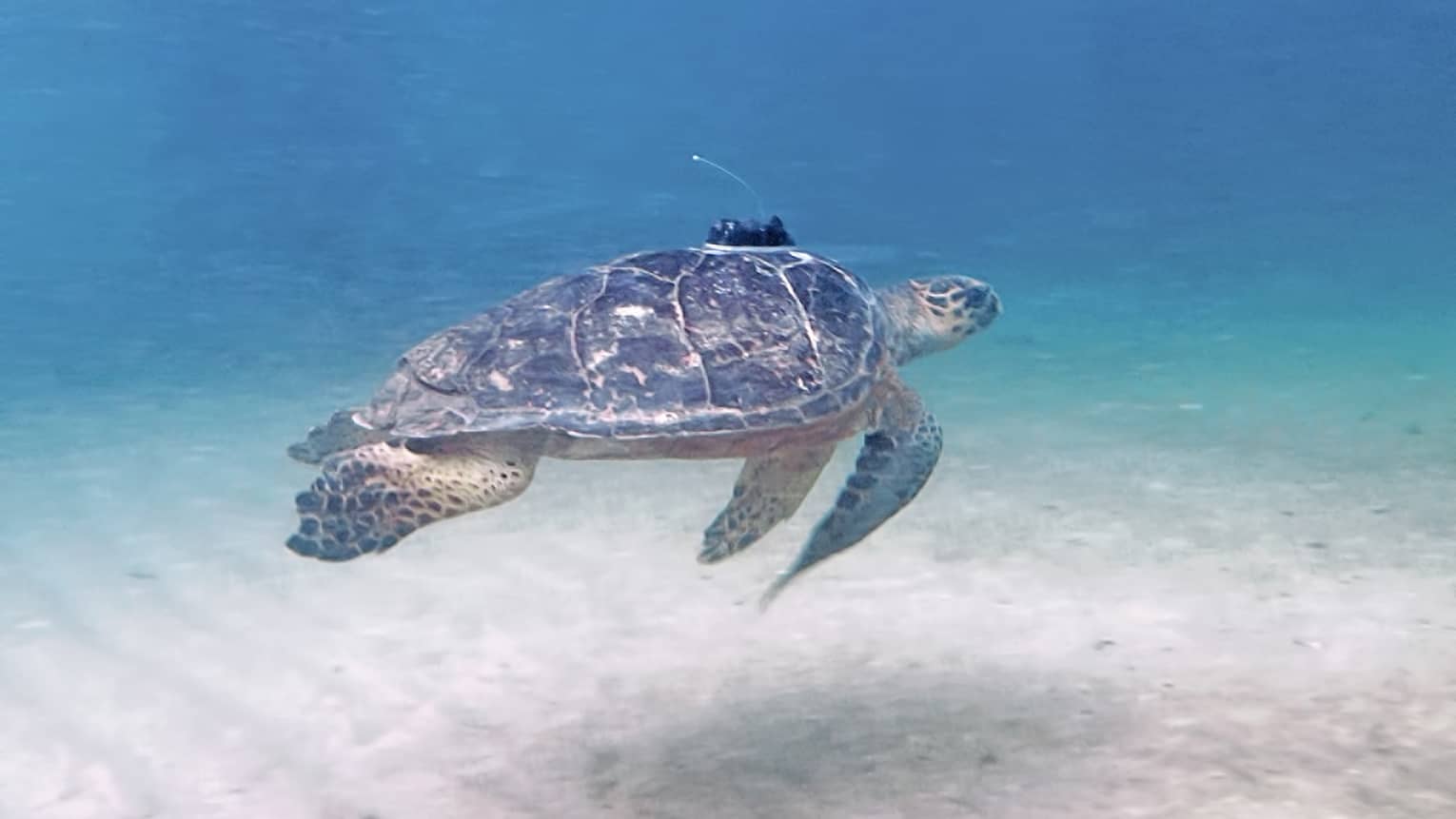 A sea turtle under the water.